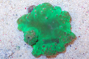 Neon Green Flower Leather Coral - Sinularia dura
